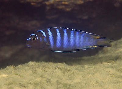 Maylandia sp. 'elongatus ngkuyo' Puulu